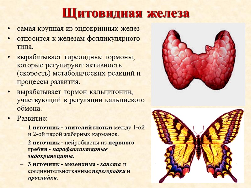 Щитовидная железа  самая крупная из эндокринных желез относится к железам фолликулярного типа. 